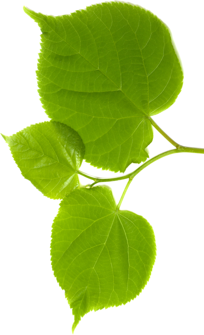 Lindenblätter - Schnitzstube Stadlhofer Shop